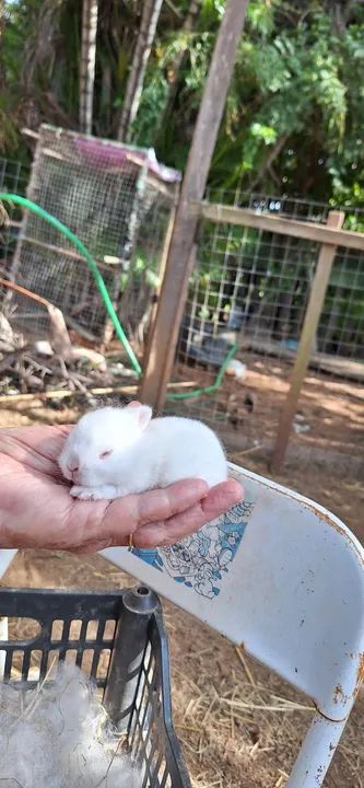 Lindos filhotes de anões netherand para reserva  - Foto 4