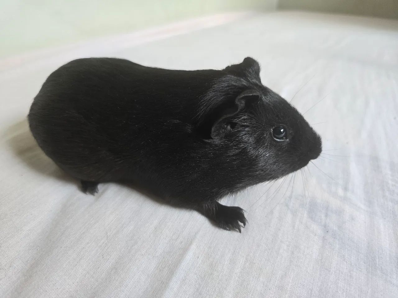 Porquinho da Índia Preto - Foto 2