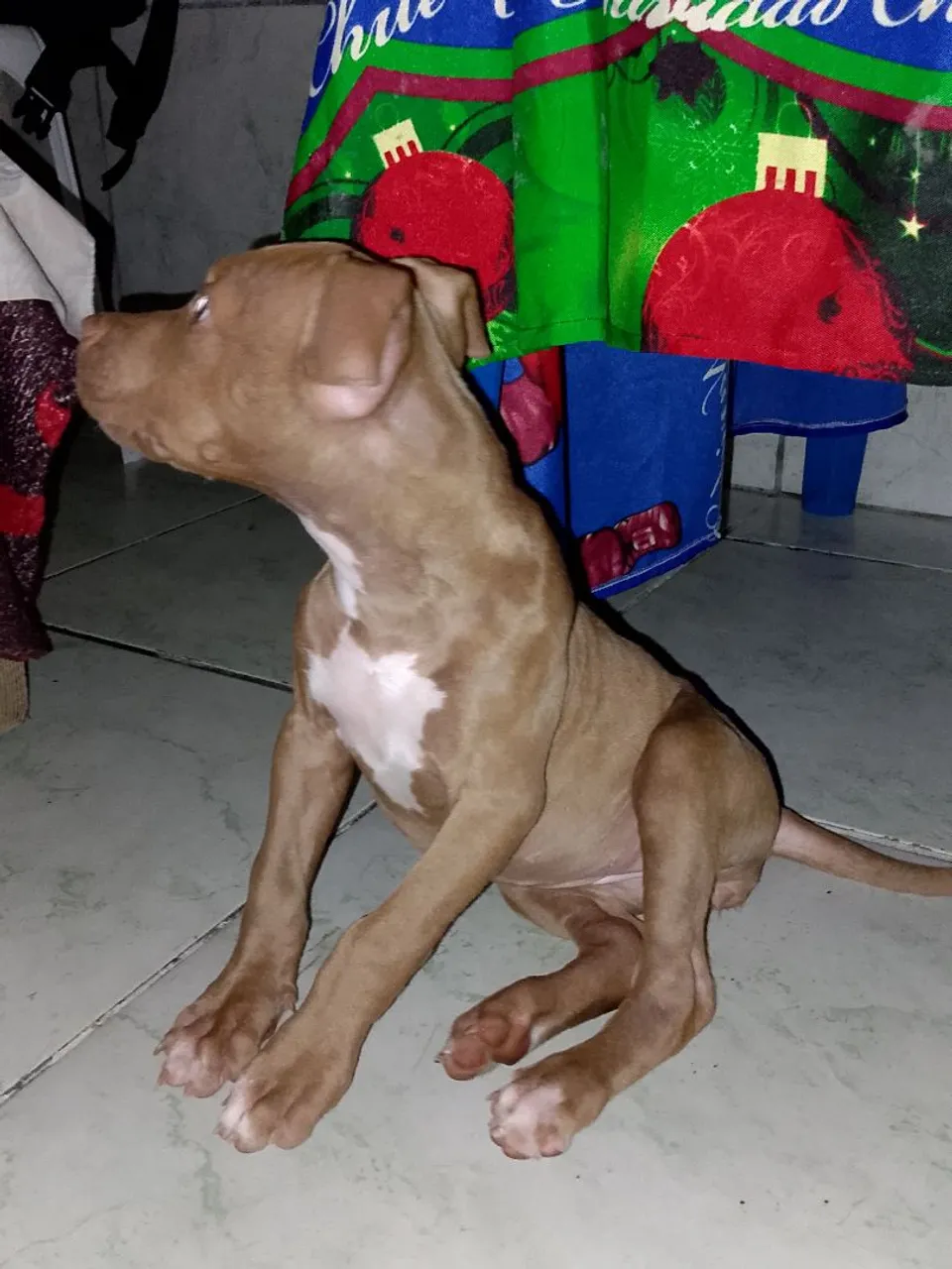 Filhote de Pitbull Fêmea Vender