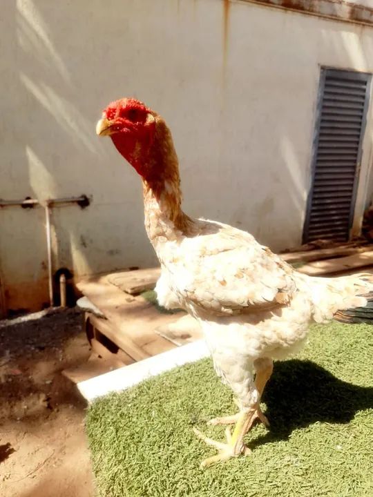 VENDO ÍNDIO GIGANTE "RAÇUDO " - Foto 5