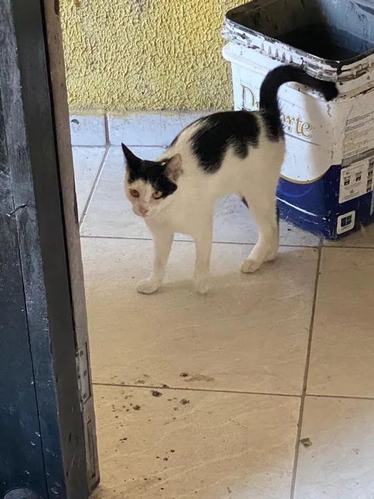 Doação responsável.  - Foto 5