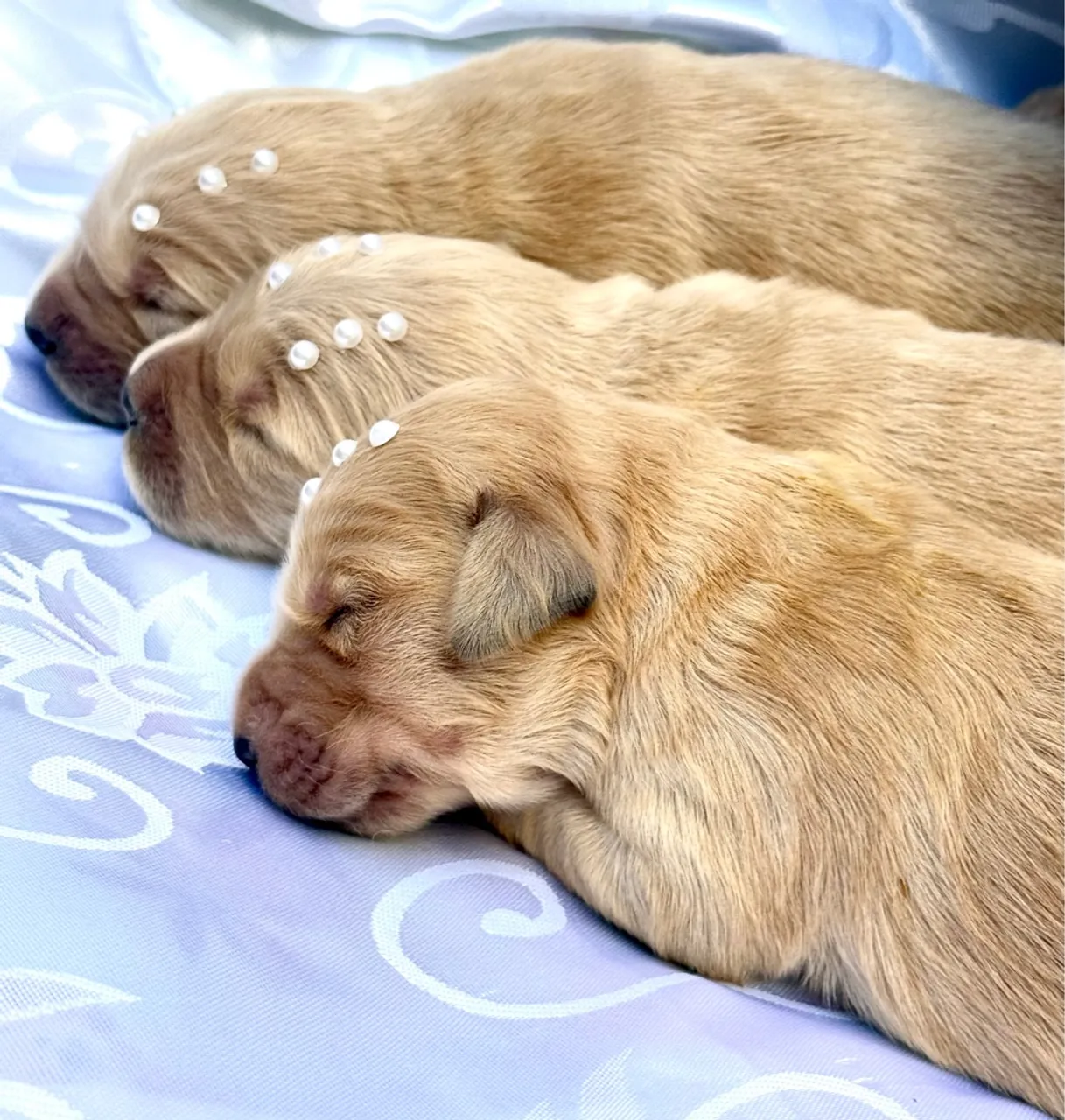 Golden retriever