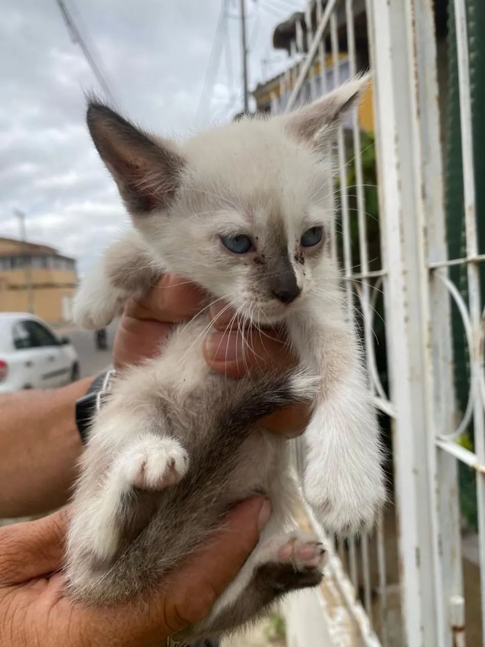 Gatinhas bebês para adoção! - Foto 2