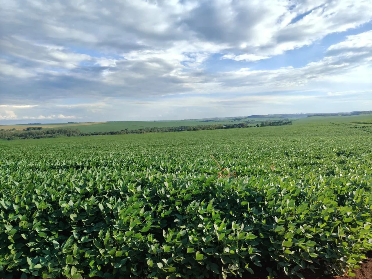 Fazenda 72 alqueiro planta 72 