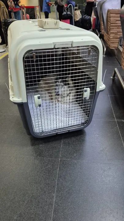Caixa de Transporte IATA Gigante. Dogfly - Foto 3