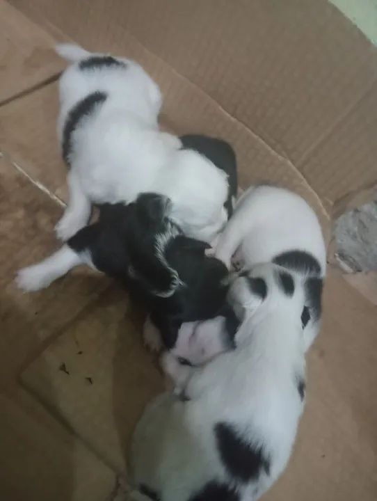 Fox paulistinha raça pura  - Foto 6