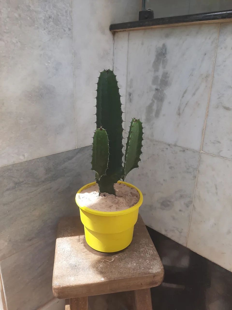Cacto em vaso amarelo - Foto 2