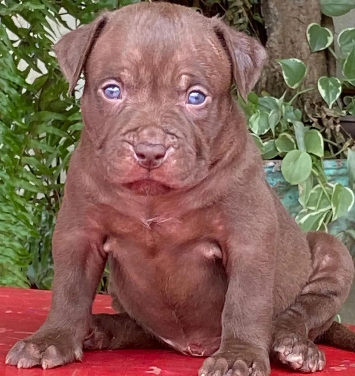 Pit monster com pedigree Cachorros Parque Residencial Rita