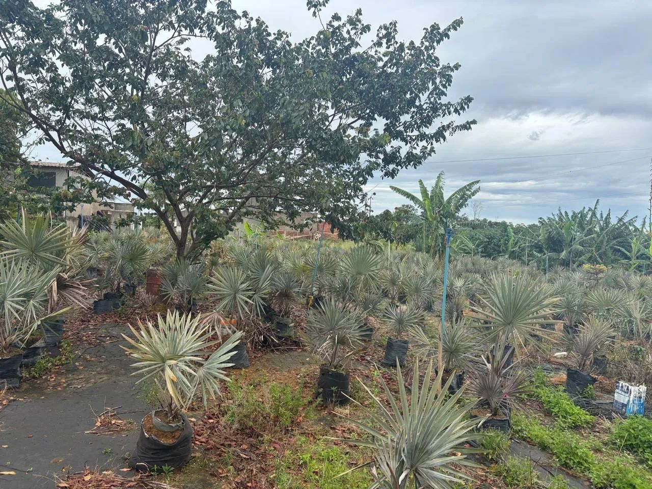 Palmeira azul Bismarckia 