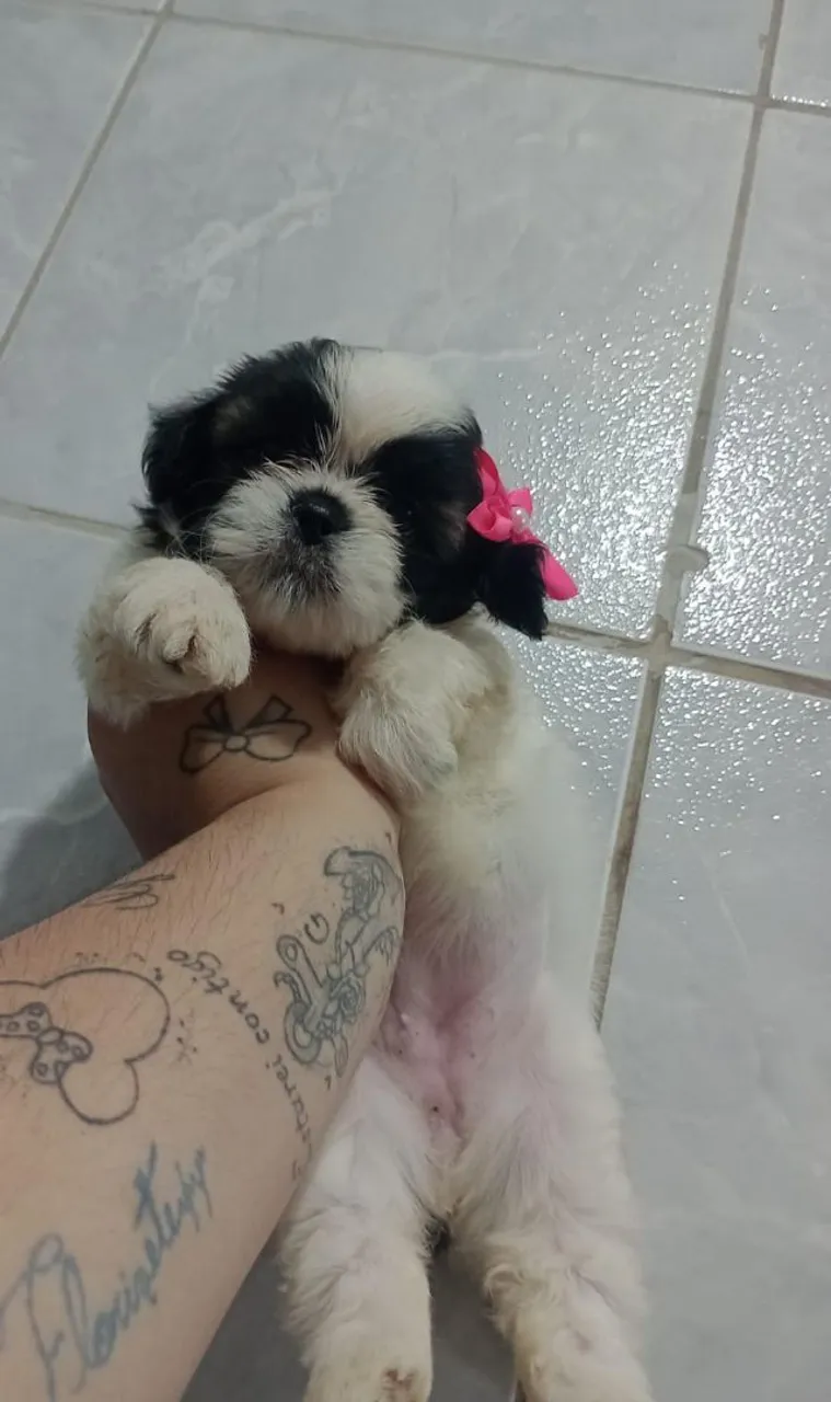 Filhote Shih Tzu Disponível