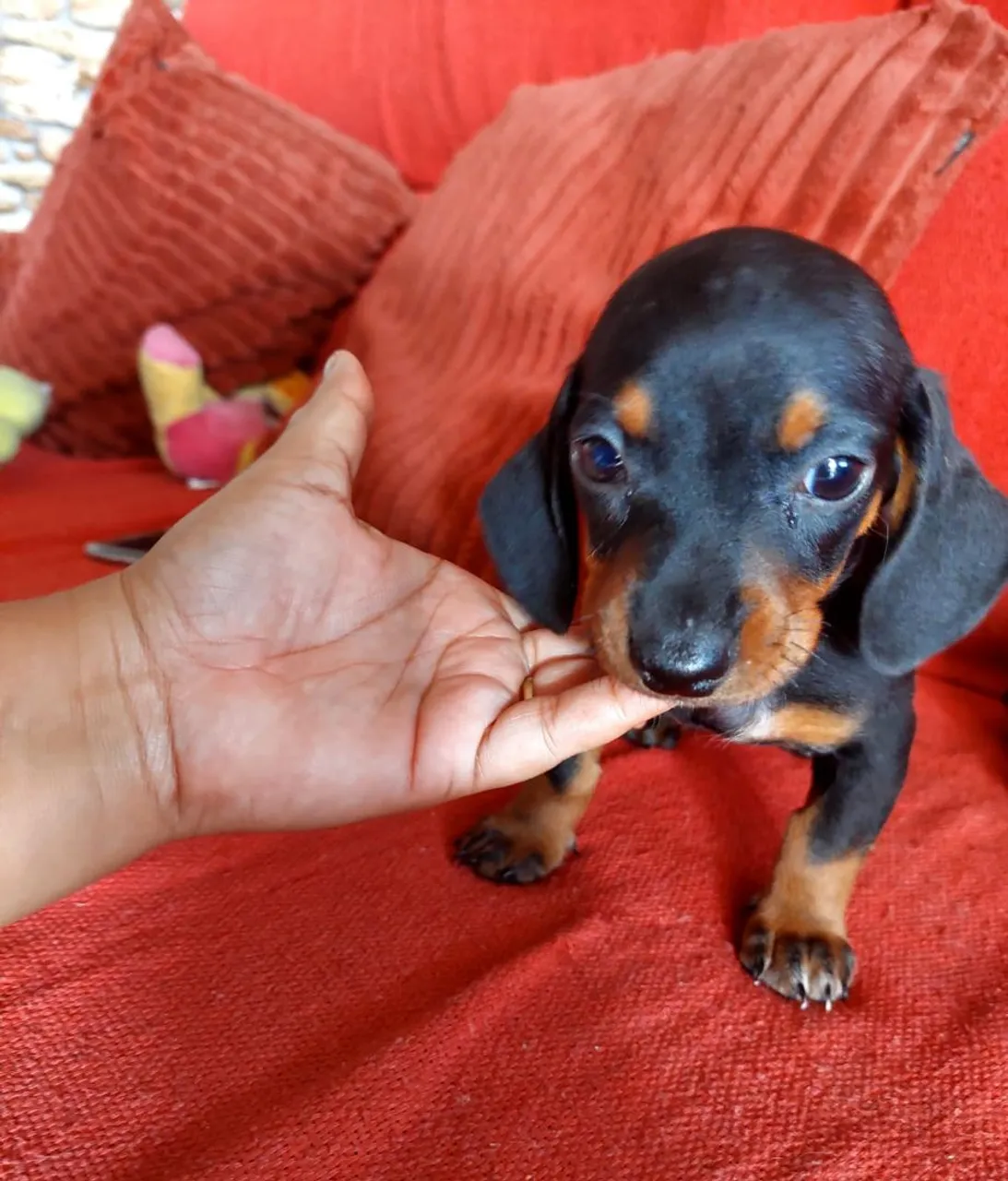 Basset Anão Parcelo no Cartão