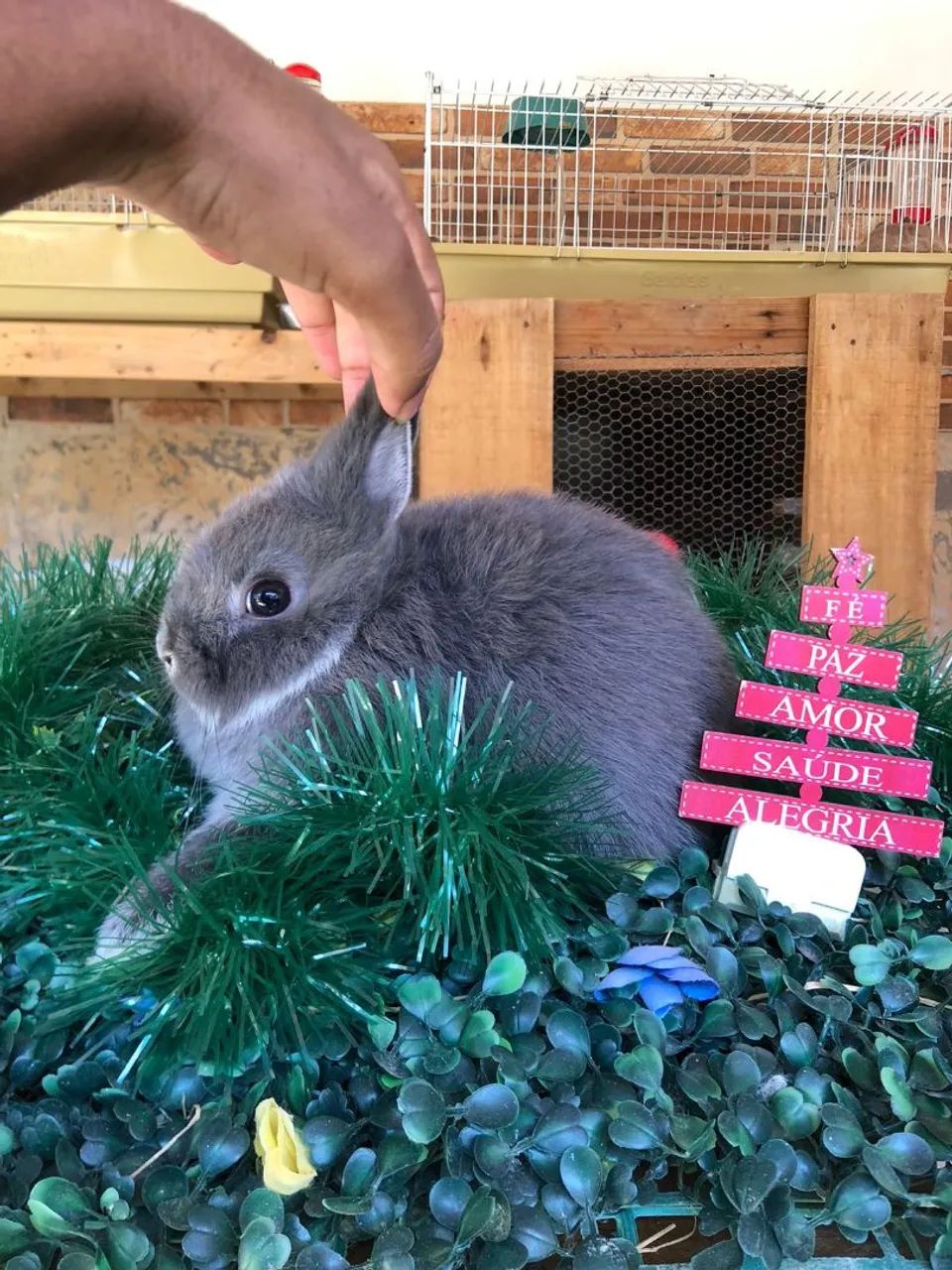 Promoção. Filhote de coelho anão da raça netherland dwarf linhagem importada,  macho - Foto 2
