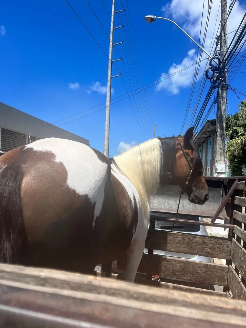 Cavalo manga larga 