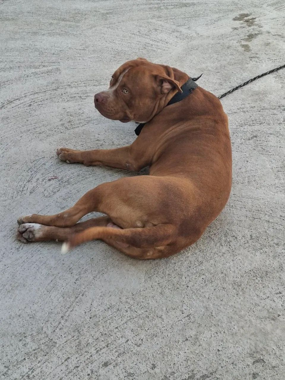Pitbull Adulto - Amigável e Brincalhão
