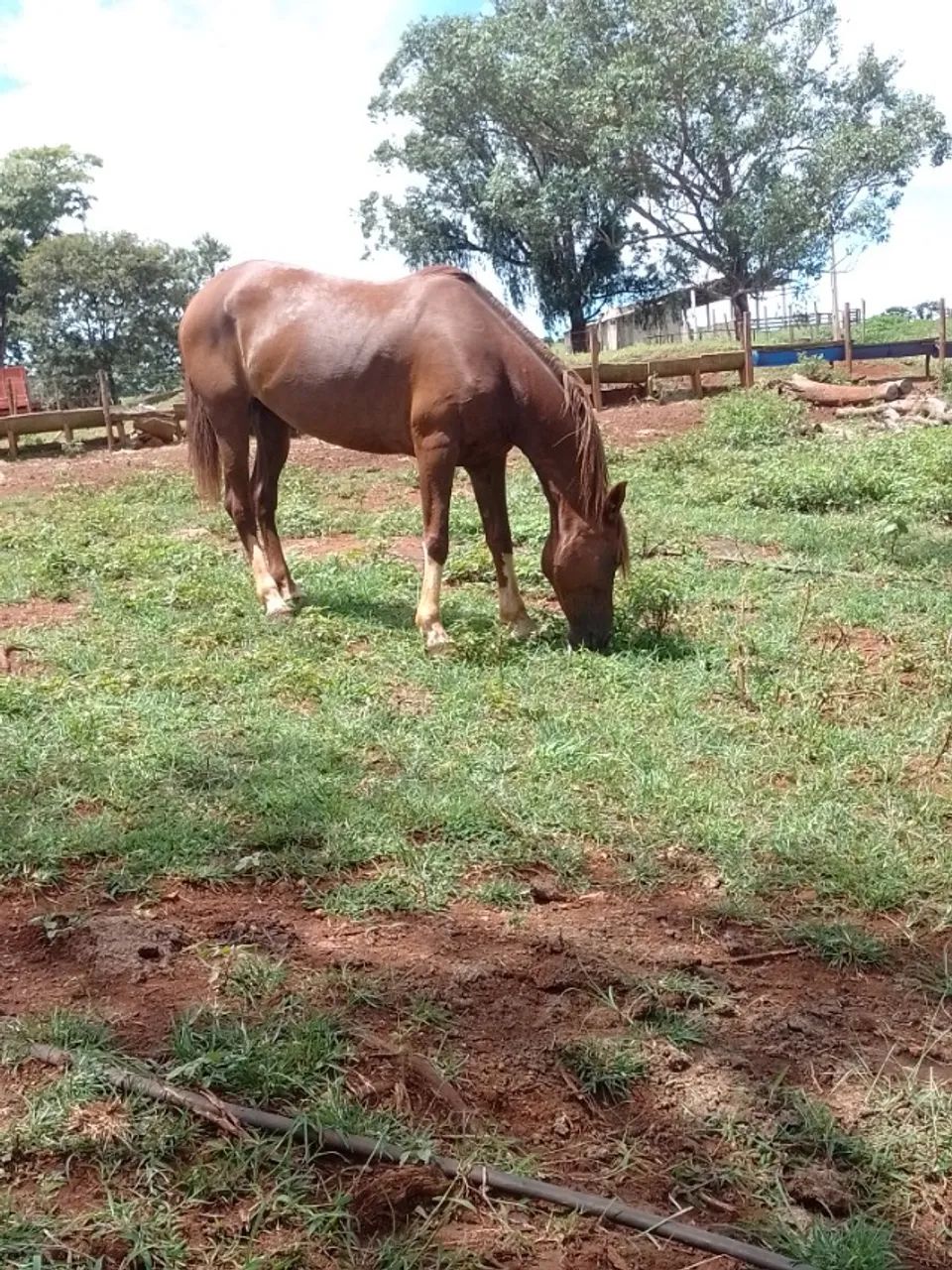 Égua manga larga paulista - Foto 4