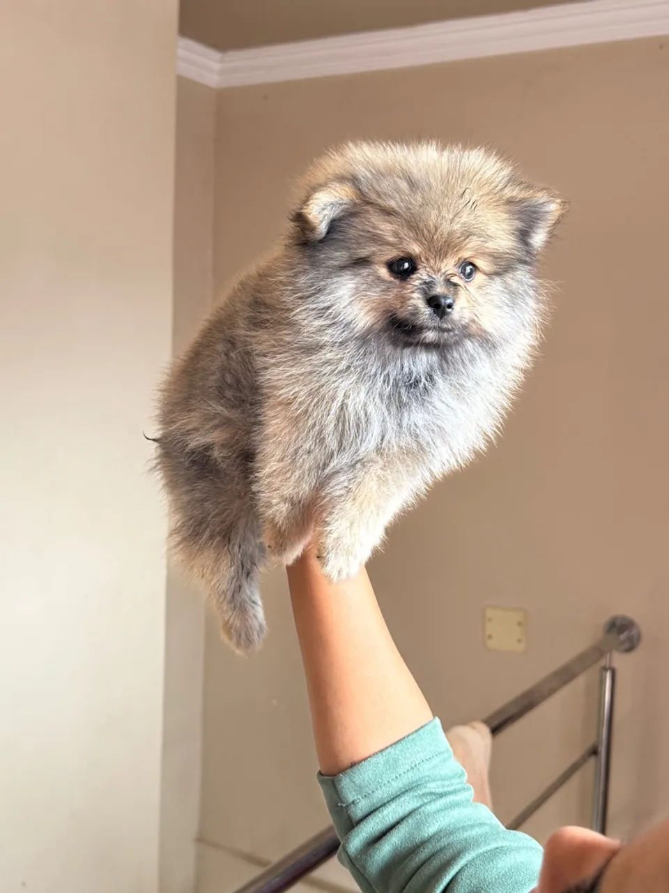 Filhote de Spitz Alemão - Uma fofura!