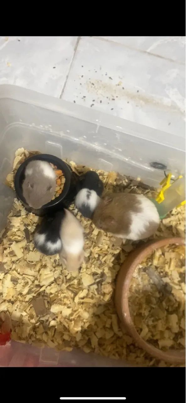 Hamsters sírio para doação 