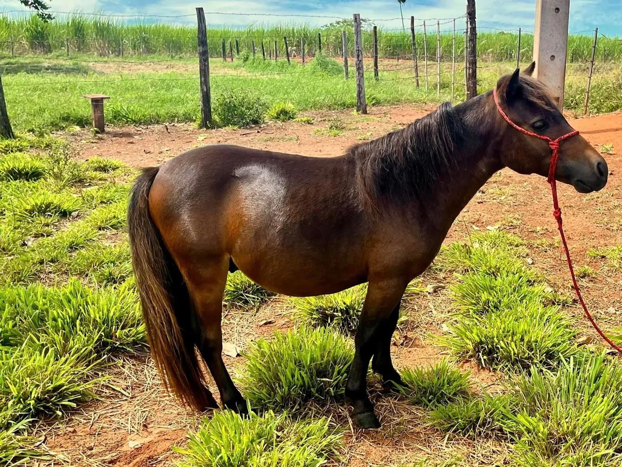 Pônei Miniatura para Venda