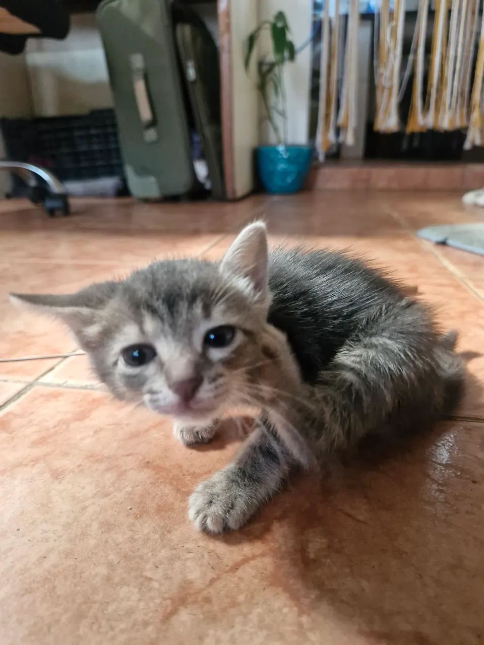 4 Irmãos 2 homens e 2 mulheres. Vacinados  - Foto 4