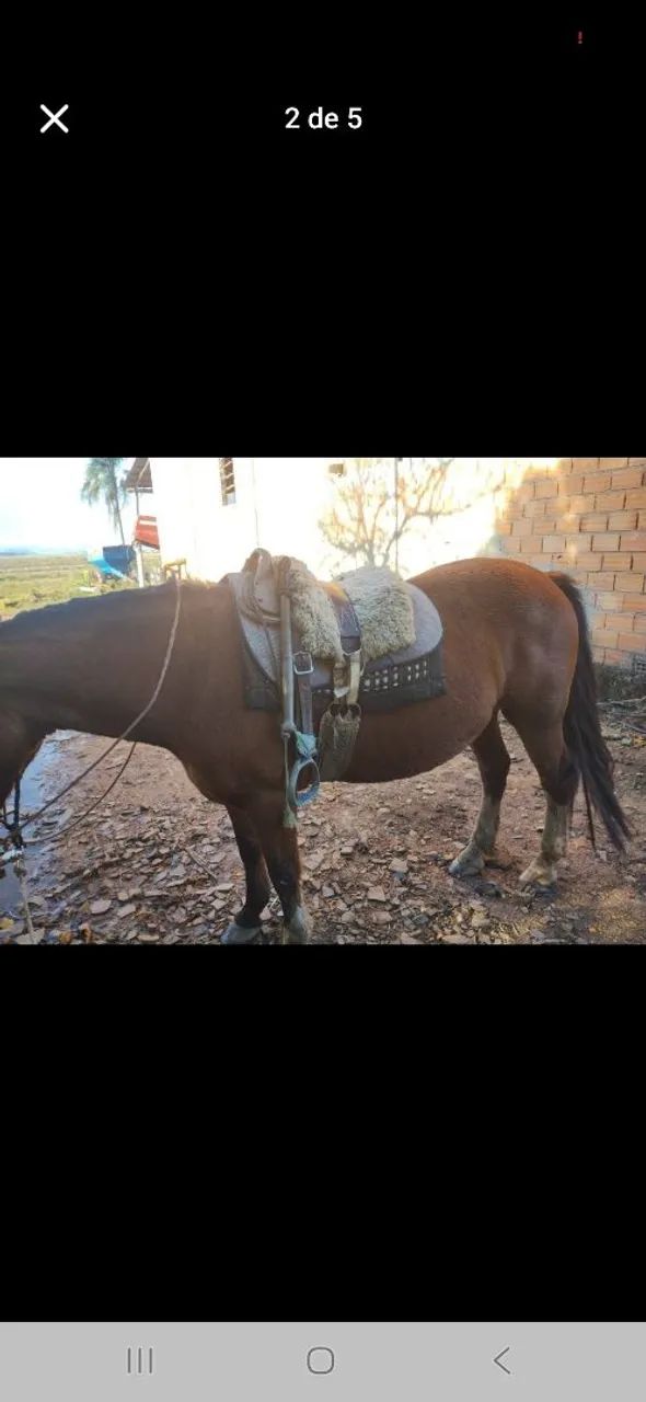 Cavalo para agropecuária - Foto 2