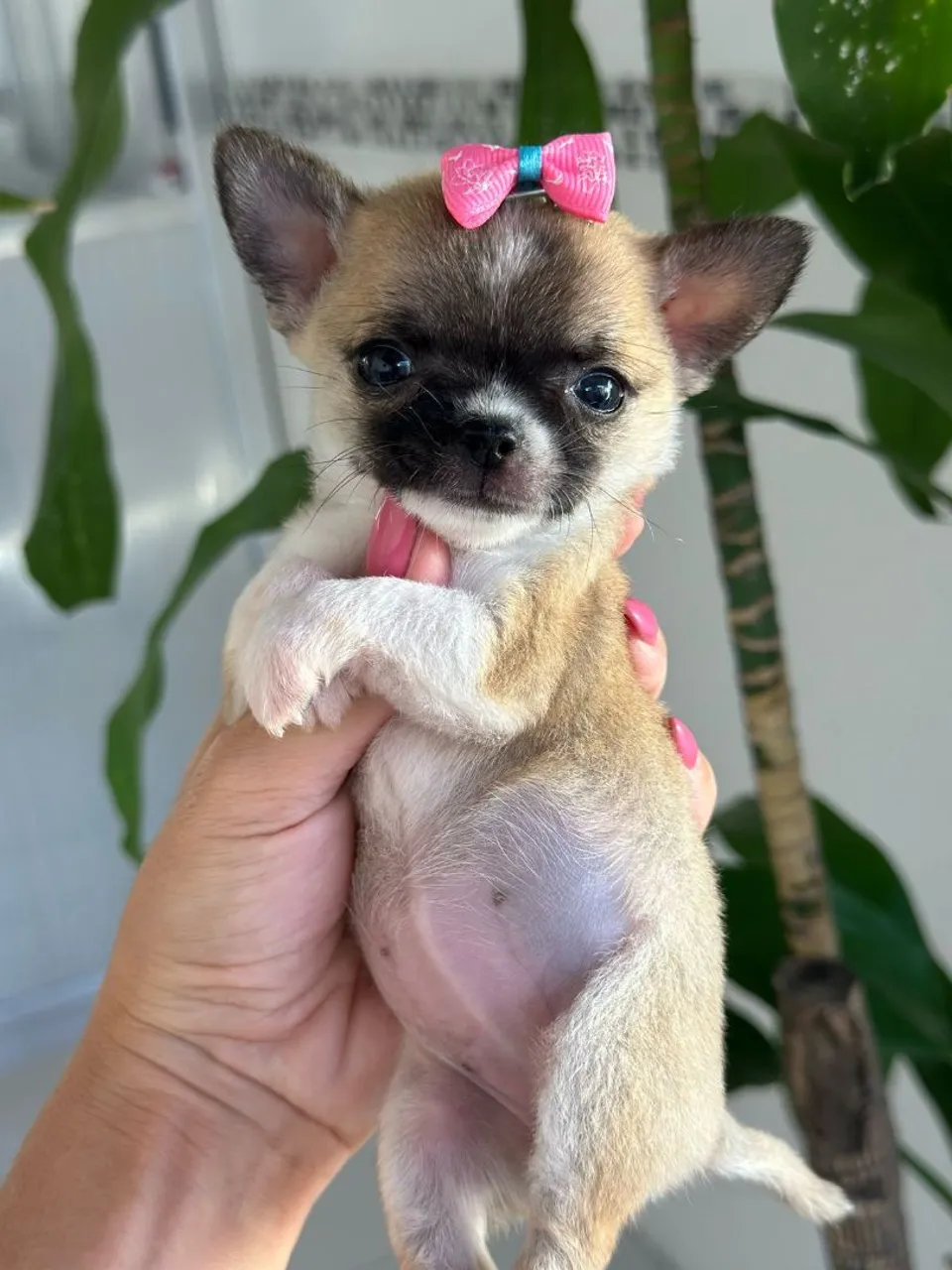 Chihuahua fêmea com laço rosa!! Micro de Pelagem Curta.