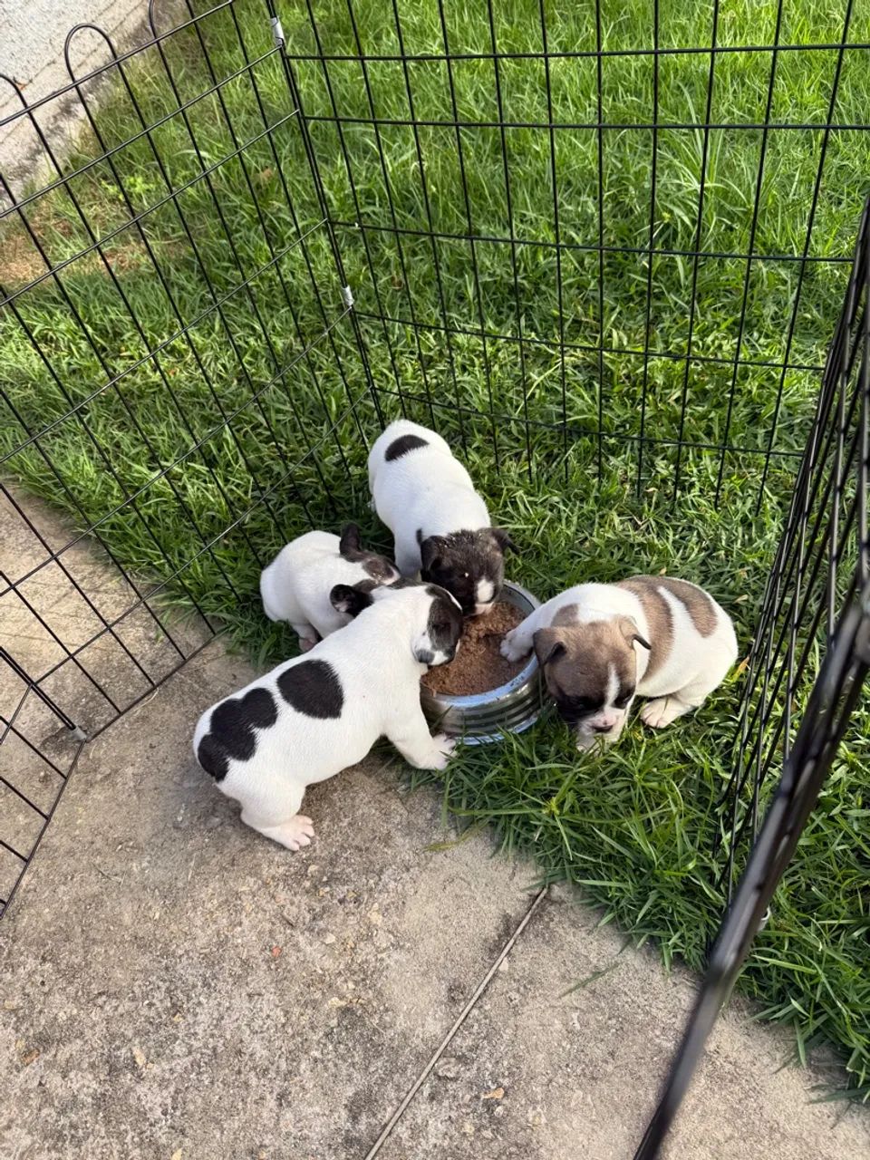 Filhotes fofos de Bulldog Francês disponíveis! - Foto 3