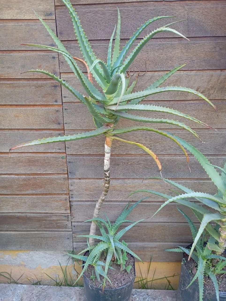 Planta Babosa Arborecens Adulta - Foto 5