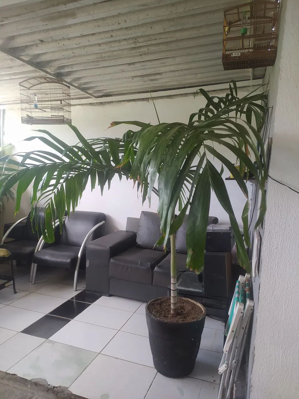Palmeira Areca - Planta de Interior - Foto 2
