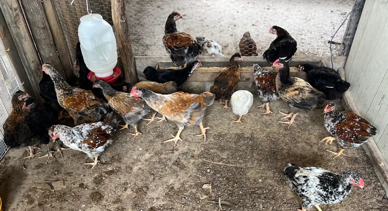 Ovos, pintinhos e frangos  - Foto 3