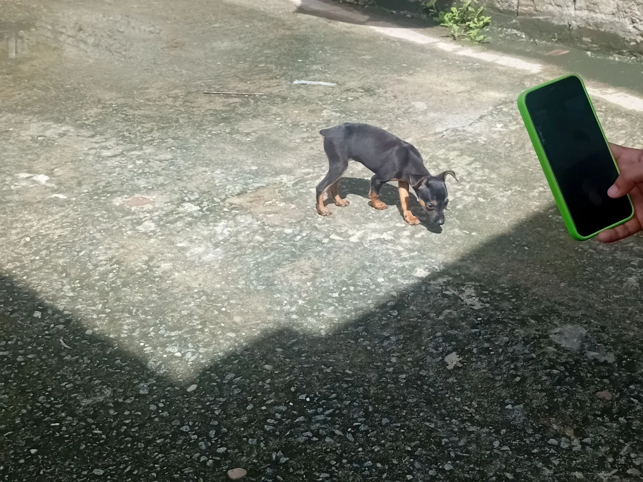 Filhote de Pinscher disponível para adoção