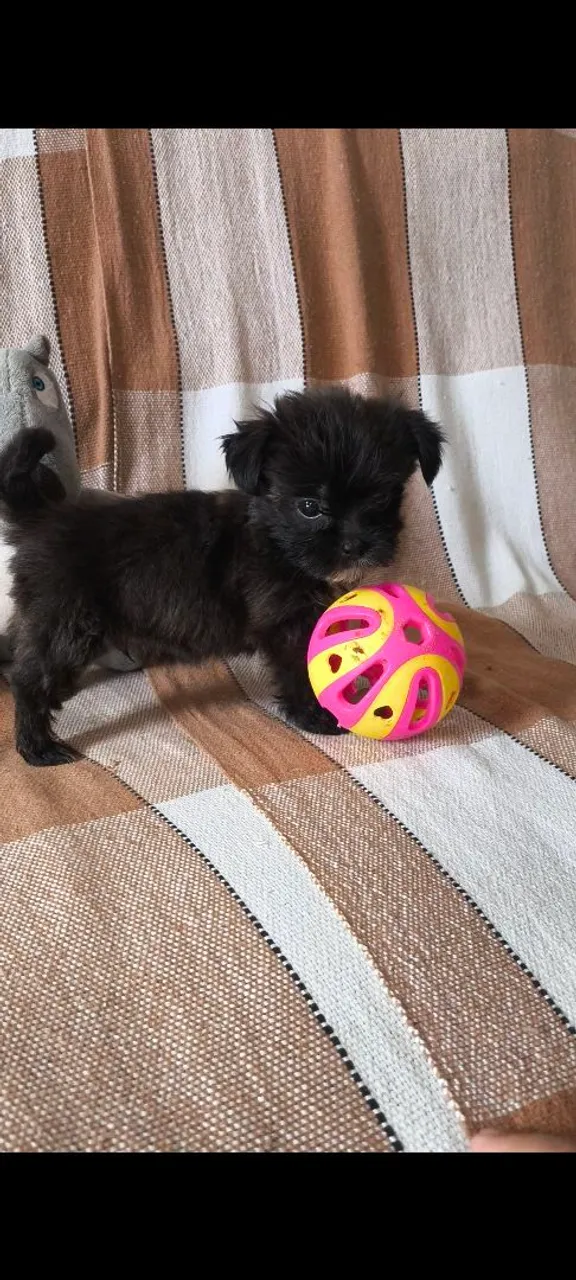 Filhote macho de shorkie ( York+ shit teu)