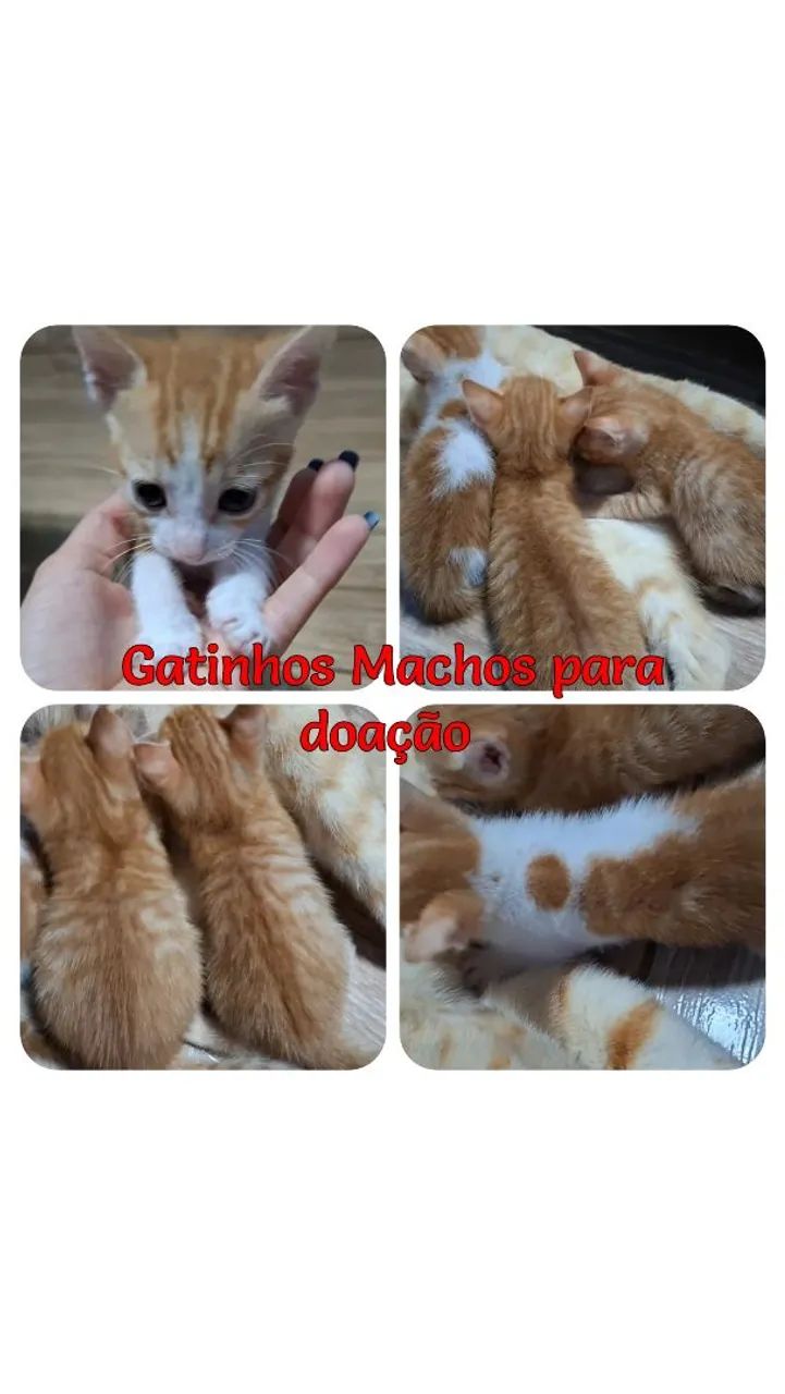Gatinhos Machos para adoção