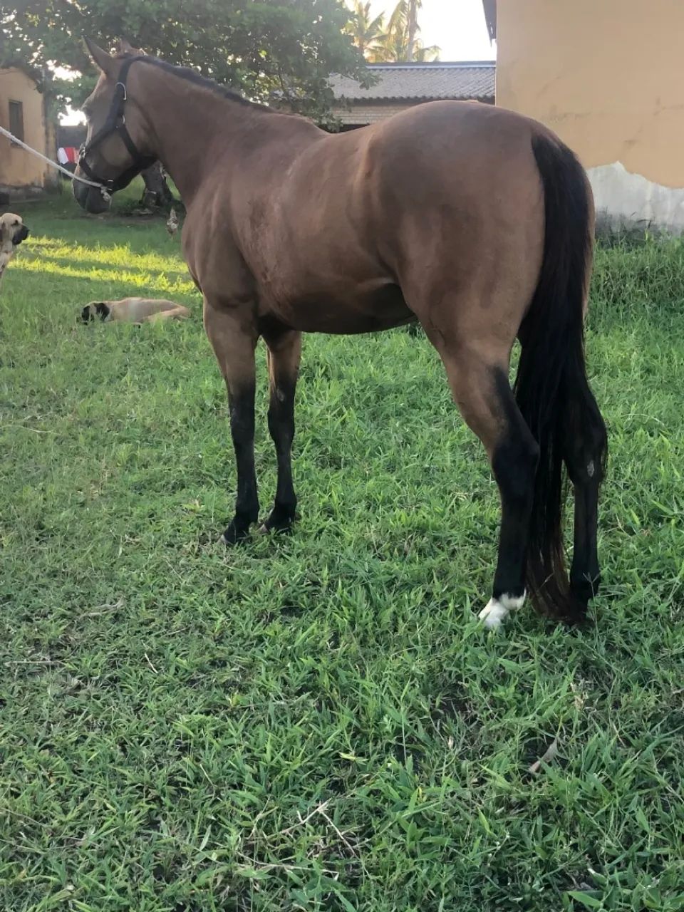 Égua a venda  - Foto 2