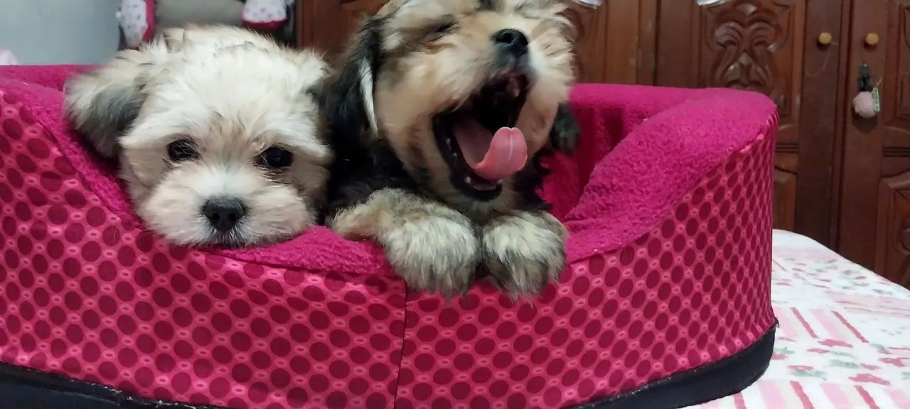 Shih-tzu 