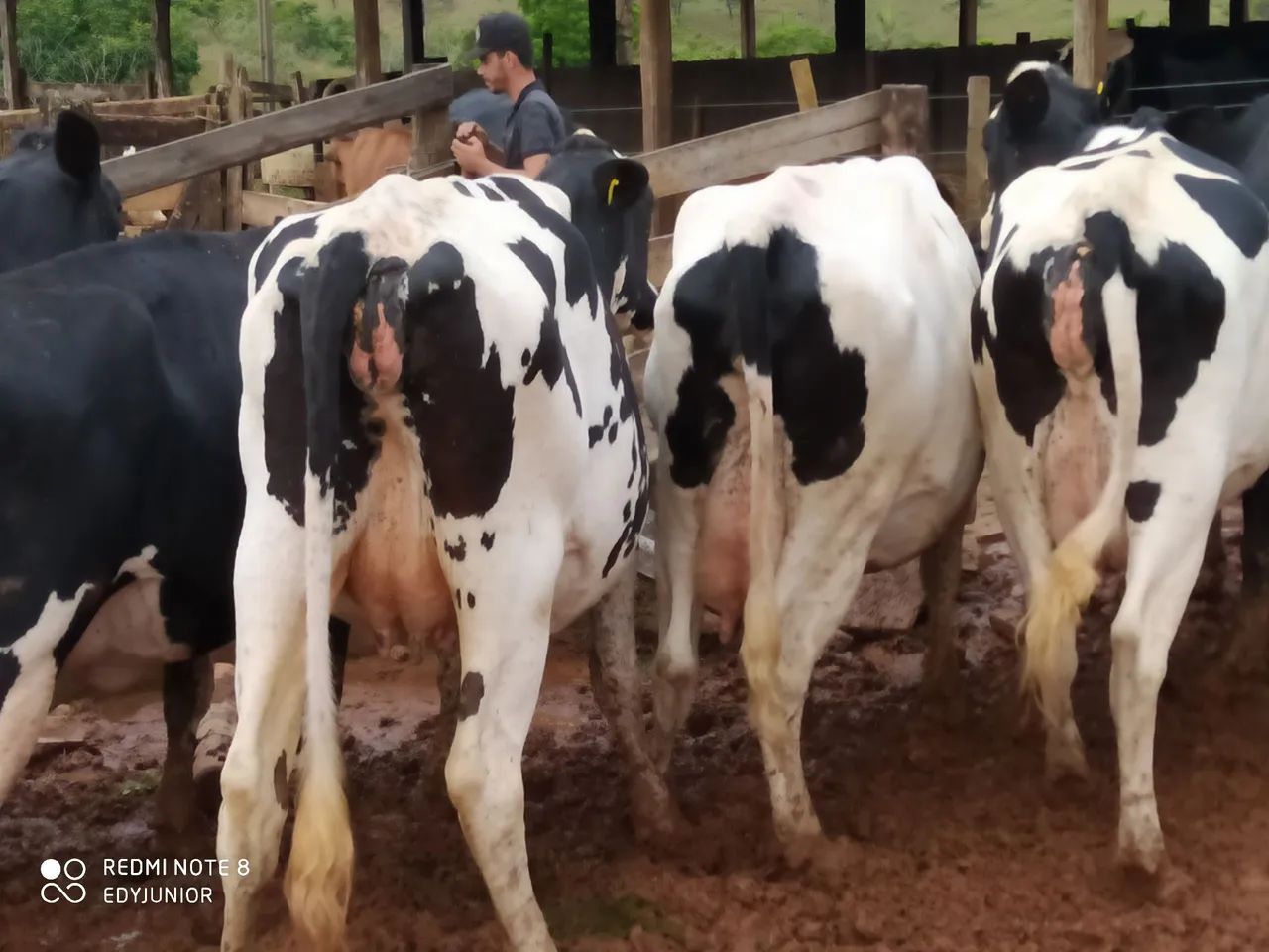 Vacas Girolando 3/4 e 7/8  Leiteiras - Produção de Leite - Foto 4
