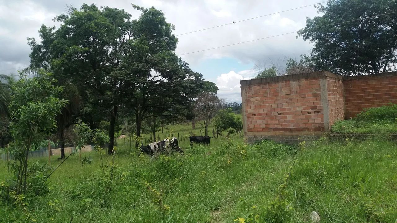 Vendo vacas .  - Foto 2