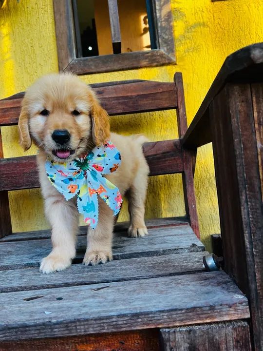 - Golden fêmea pedigree/ microchip opcional - tenho machinho - Foto 4
