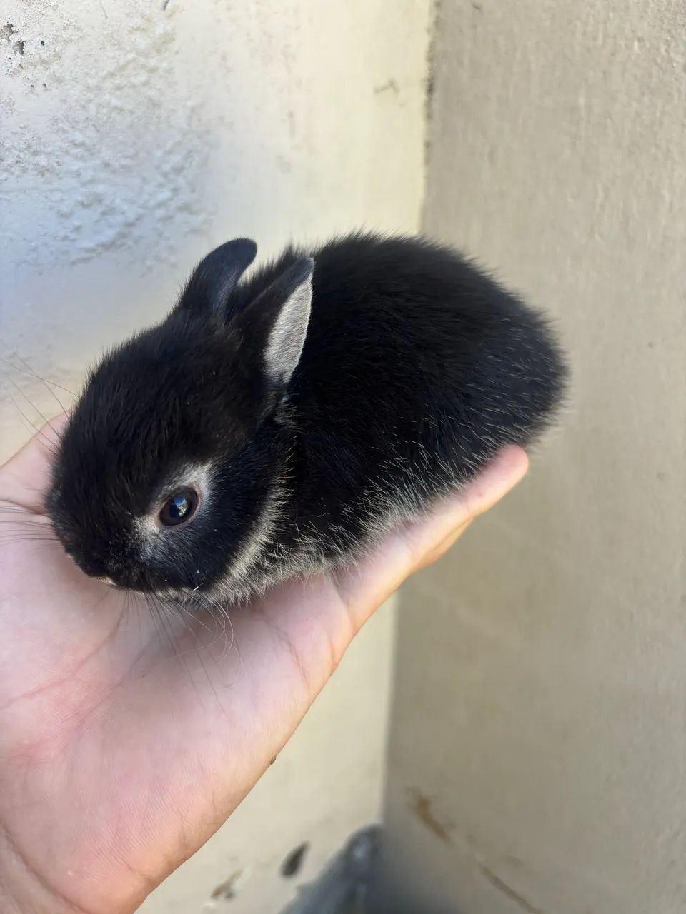 Coelho filhotes mini (Nertland)64706125838339122