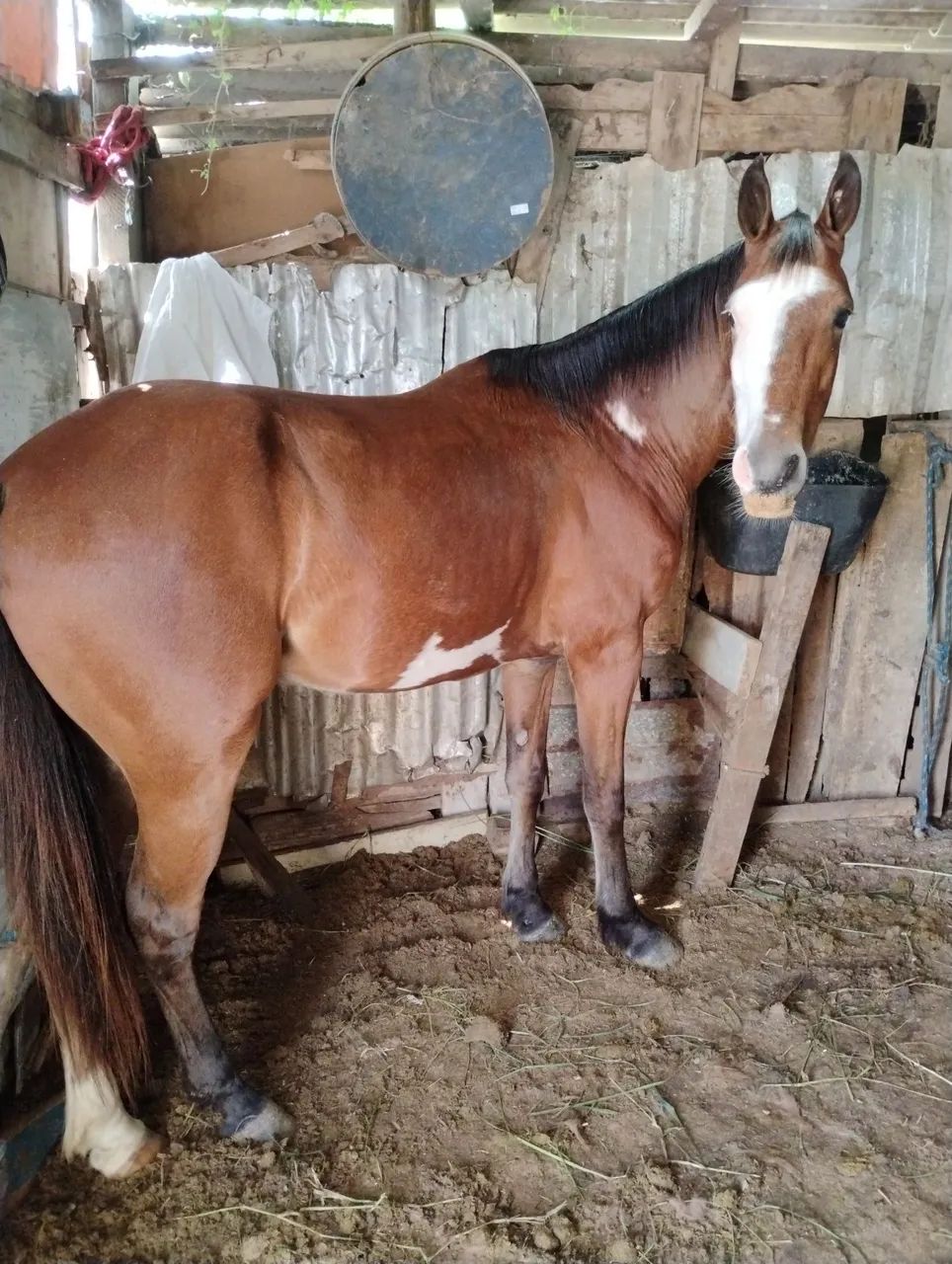 Vendo potro pent horse 