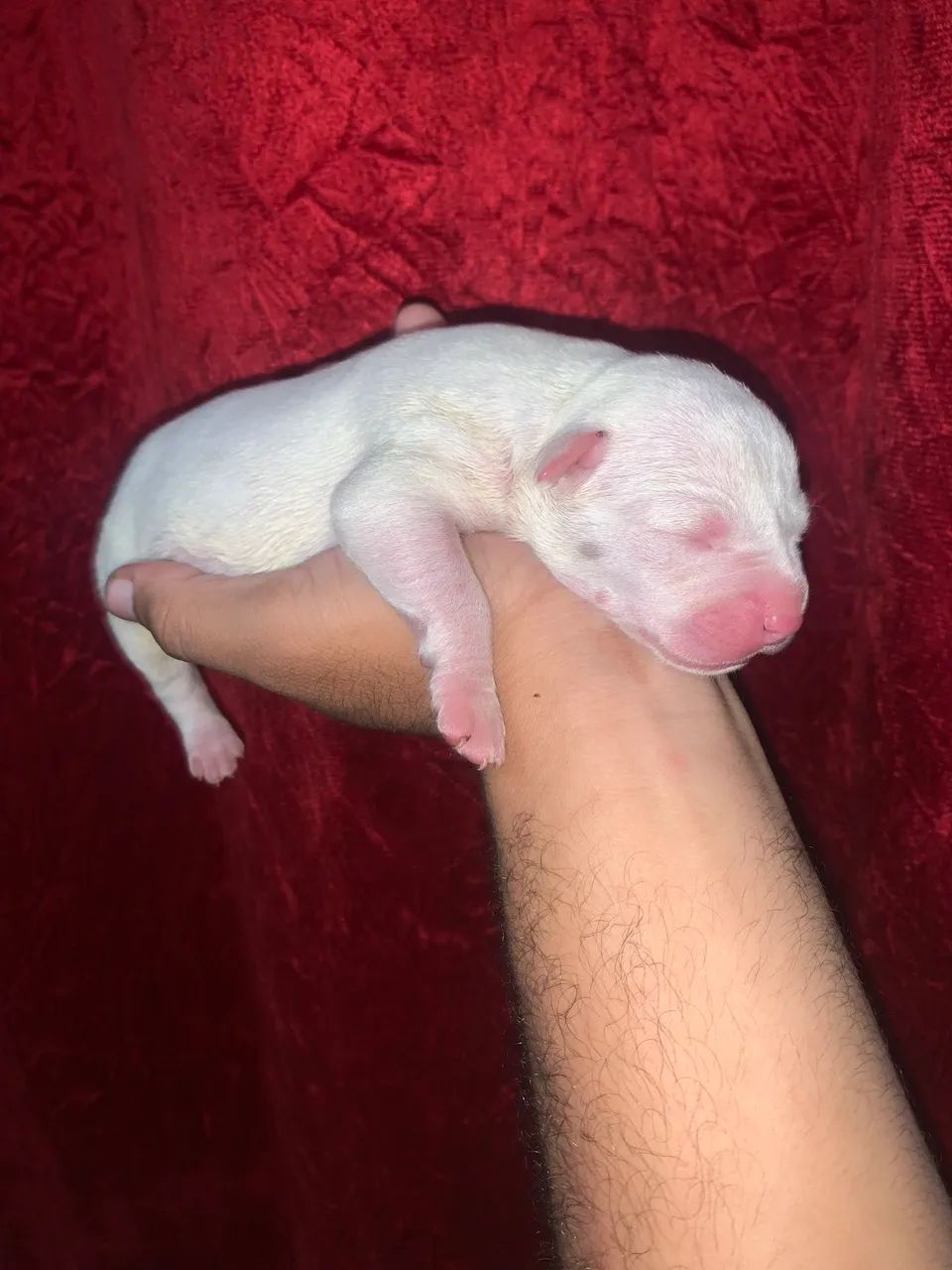 Filhotes de Pitbull - Foto 4