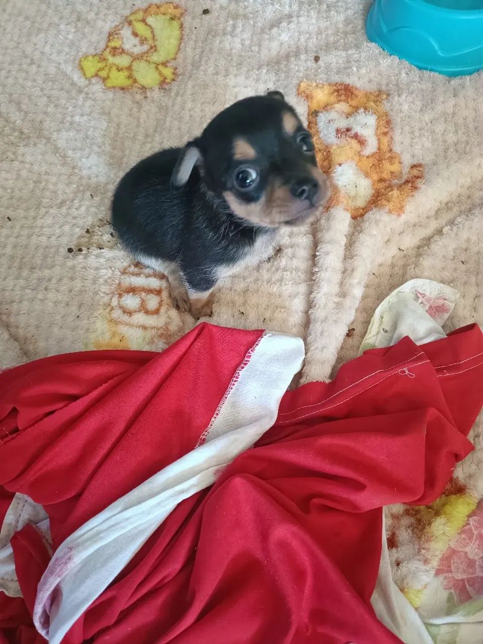 Pincher