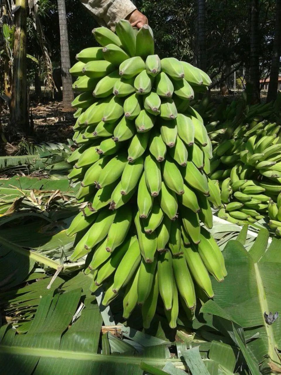 Mudas de bananeiras Rizomas ( muda arrancada) - Foto 4