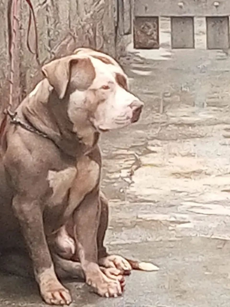  pitbul com pitmonster  - Foto 3
