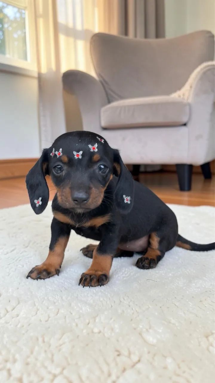 Daschund Mini  - Foto 2