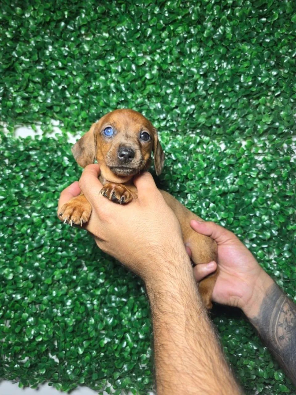 Um Dachshund que transforma qualquer dia em alegria - Foto 2