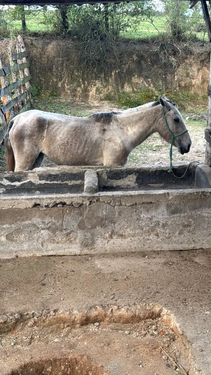 Cavalos - Foto 4