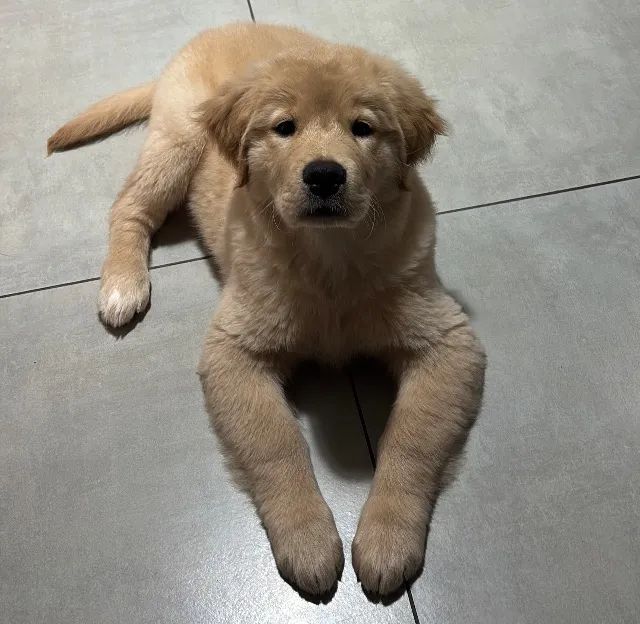 Cachorro