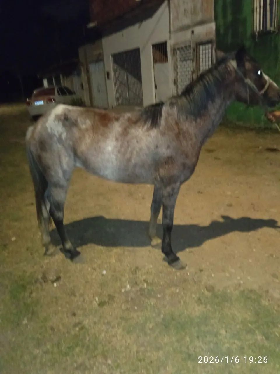 Égua apalusa prenha - Foto 3
