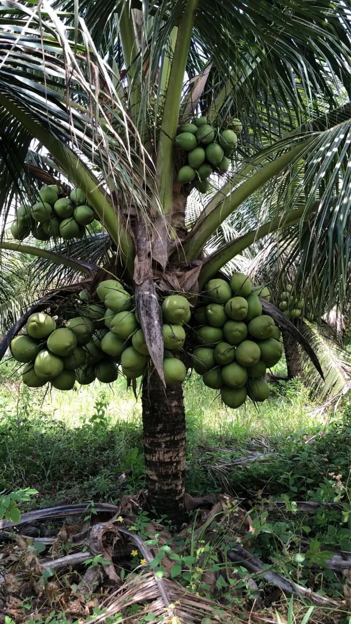 Mudas de coco anão legítimo - Foto 4