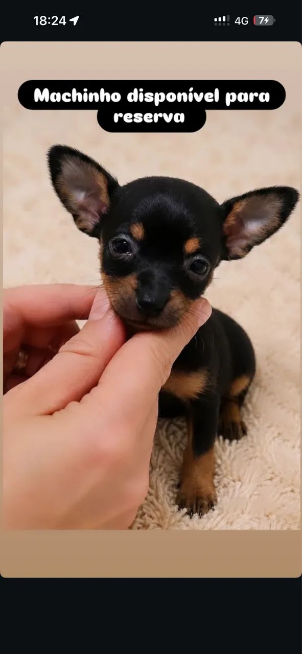 Pinscher 0 